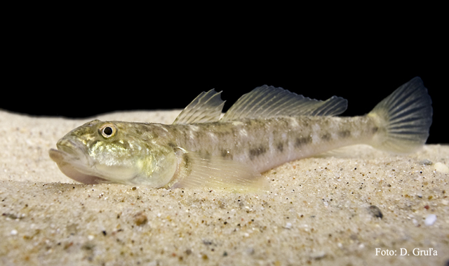 image of neogobius fluviatilis \(monkey goby\)