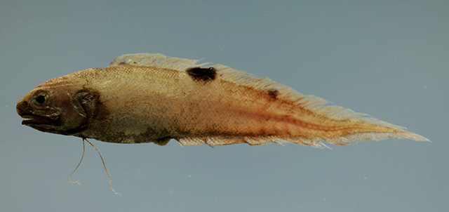 image of neobythites gilli \(twospot brotula\)