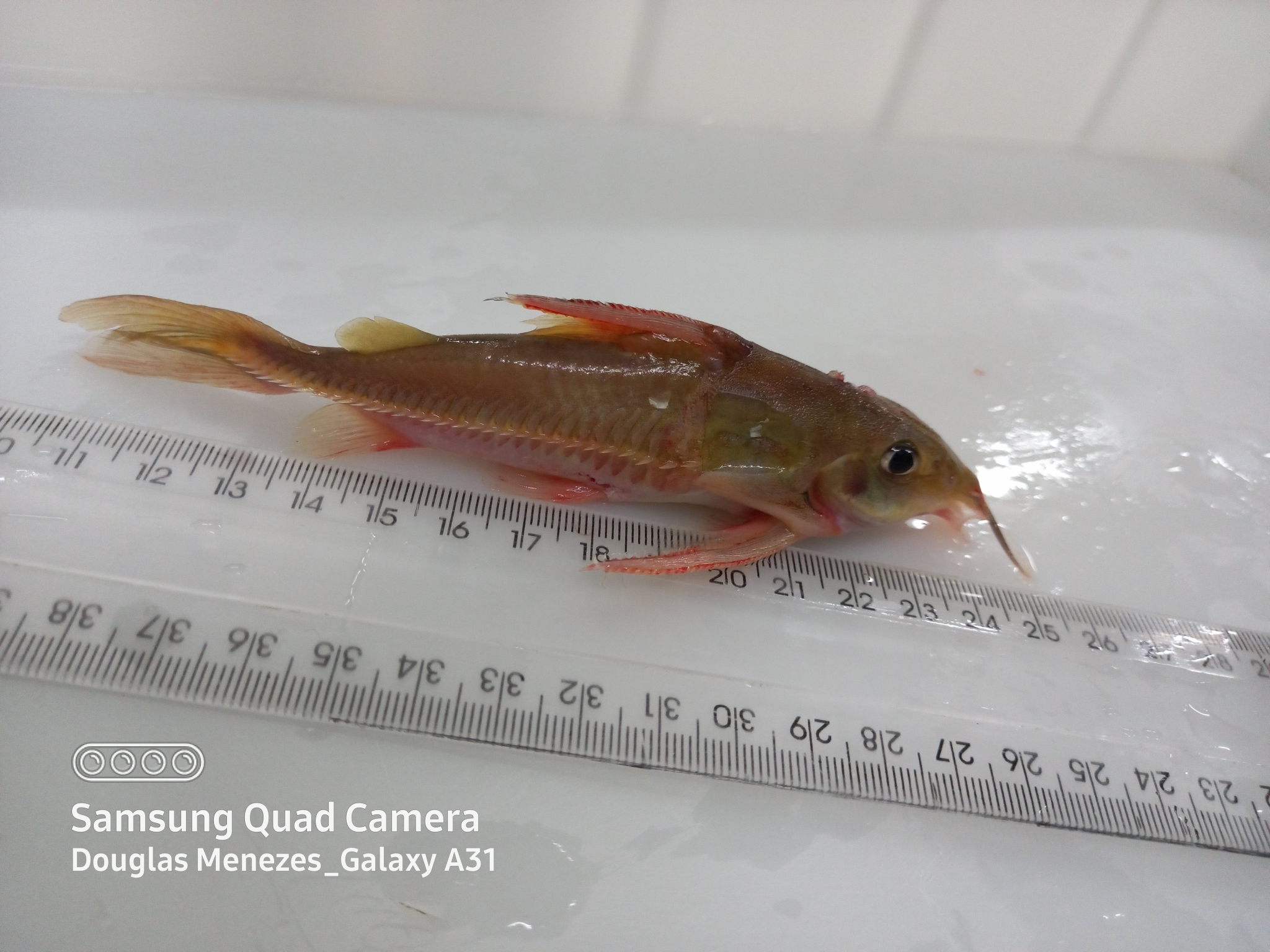 image of nemadoras humeralis