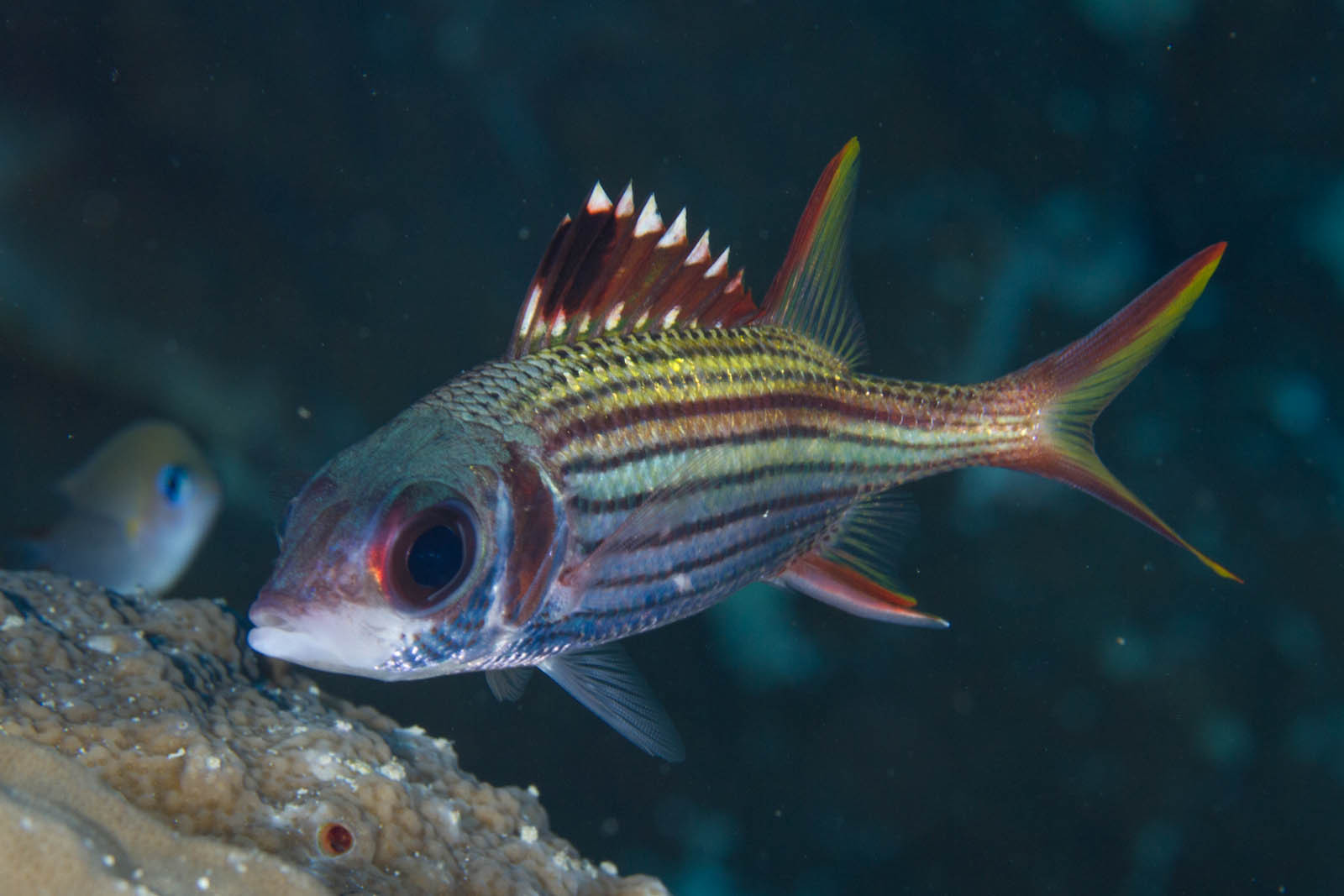 image of neoniphon sammara \(sammara squirrelfish\)