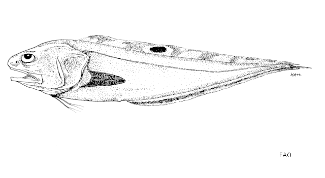 image of neobythites steatiticus \(barred cusk eel\)