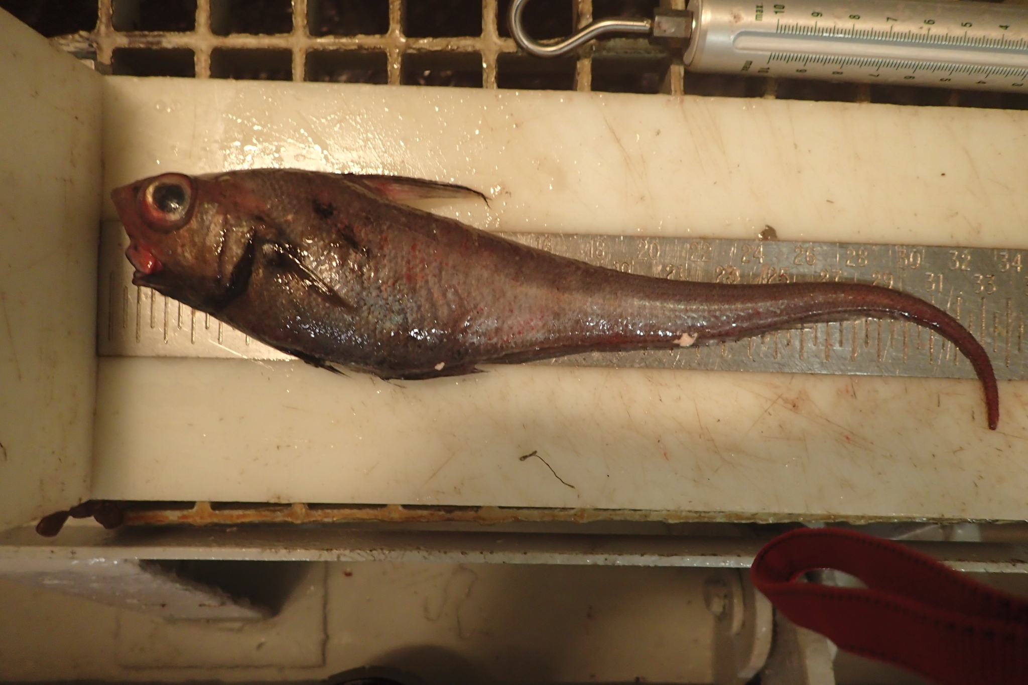 image of nezumia bairdii \(marlin-spike grenadier\)