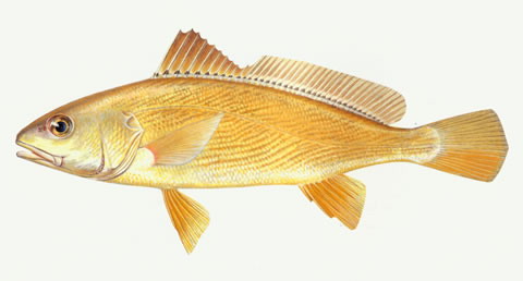 image of nibea albiflora \(yellow drum\)