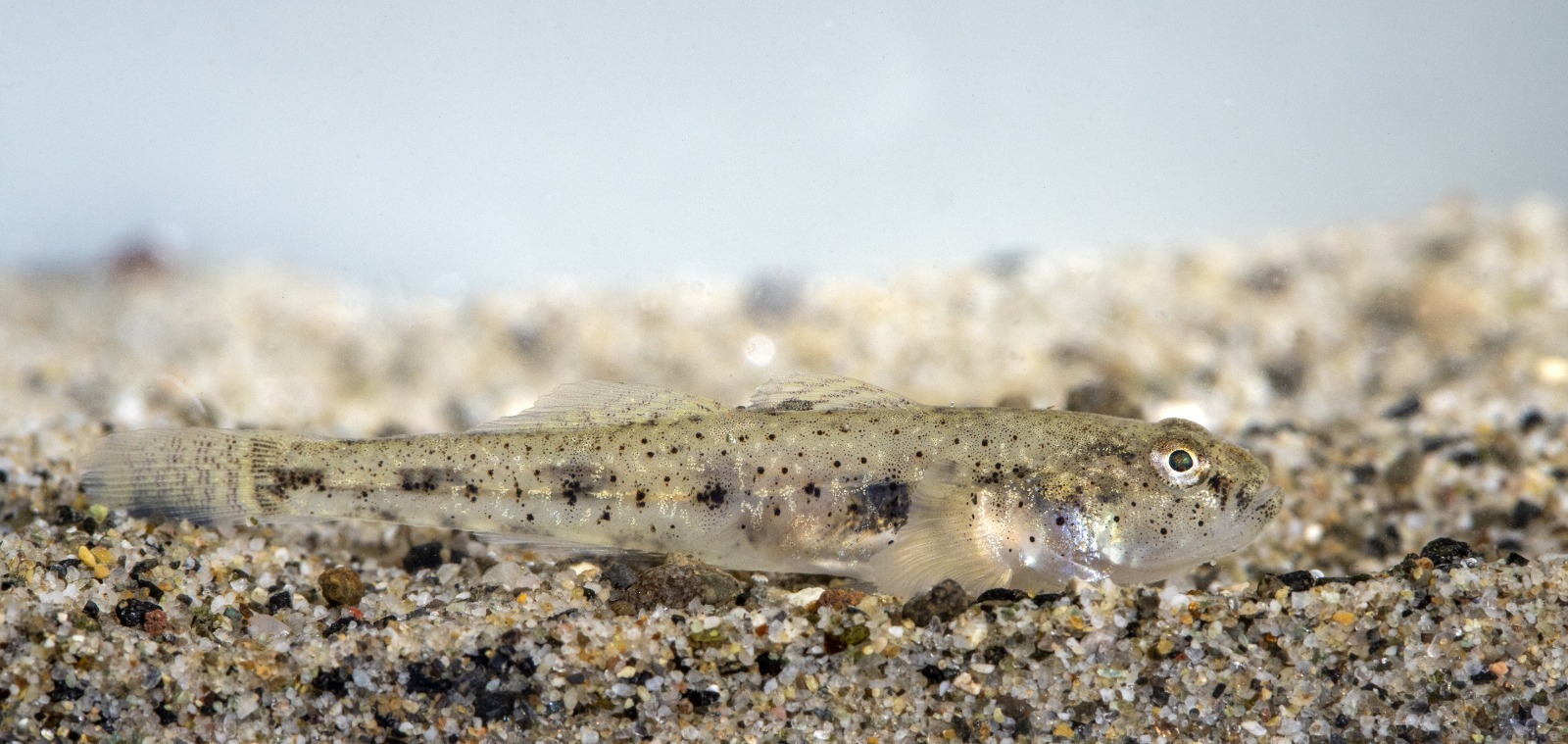 image of ninnigobius canestrinii \(canestrini's goby\)
