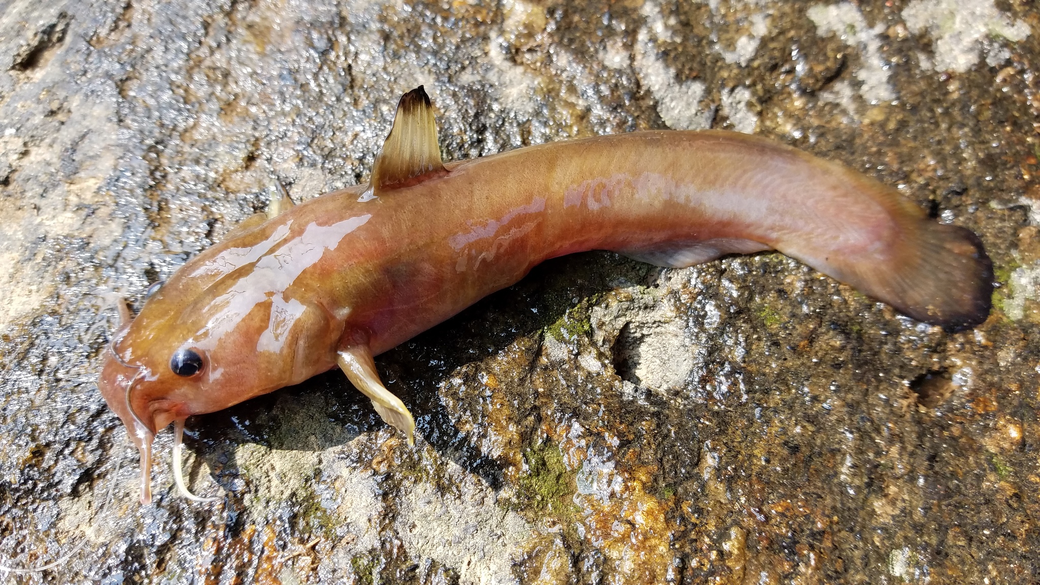 image of noturus insignis \(margined madtom\)