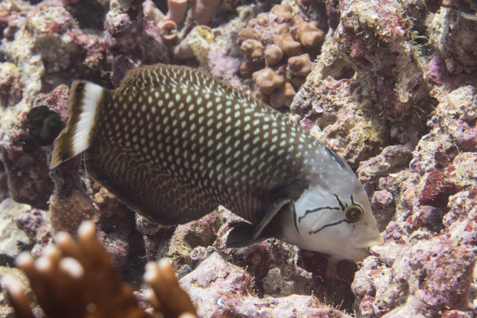image of novaculichthys taeniourus \(rockmover wrasse\)