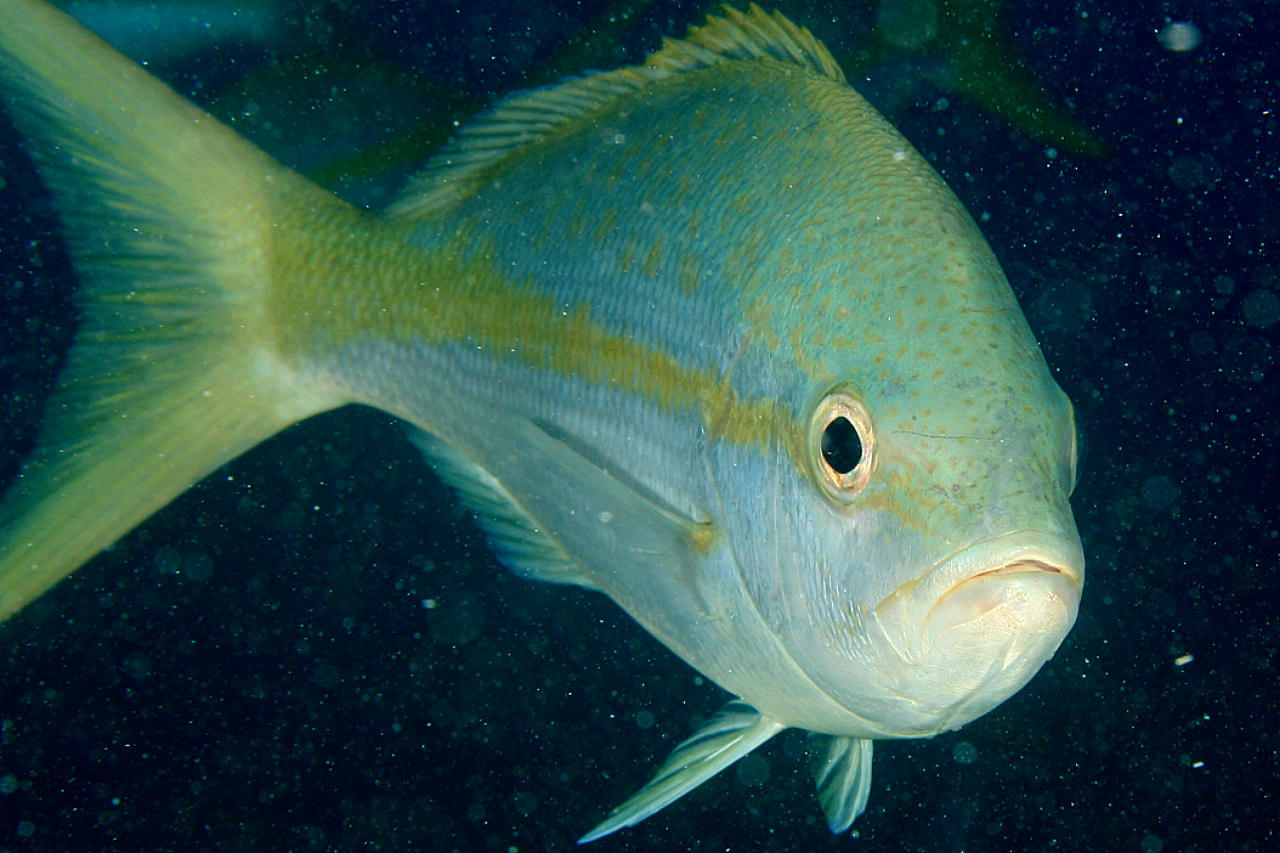 image of ocyurus chrysurus \(yellowtail snapper\)