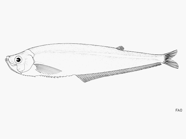 image of odontognathus mucronatus \(guiana longfin herring\)