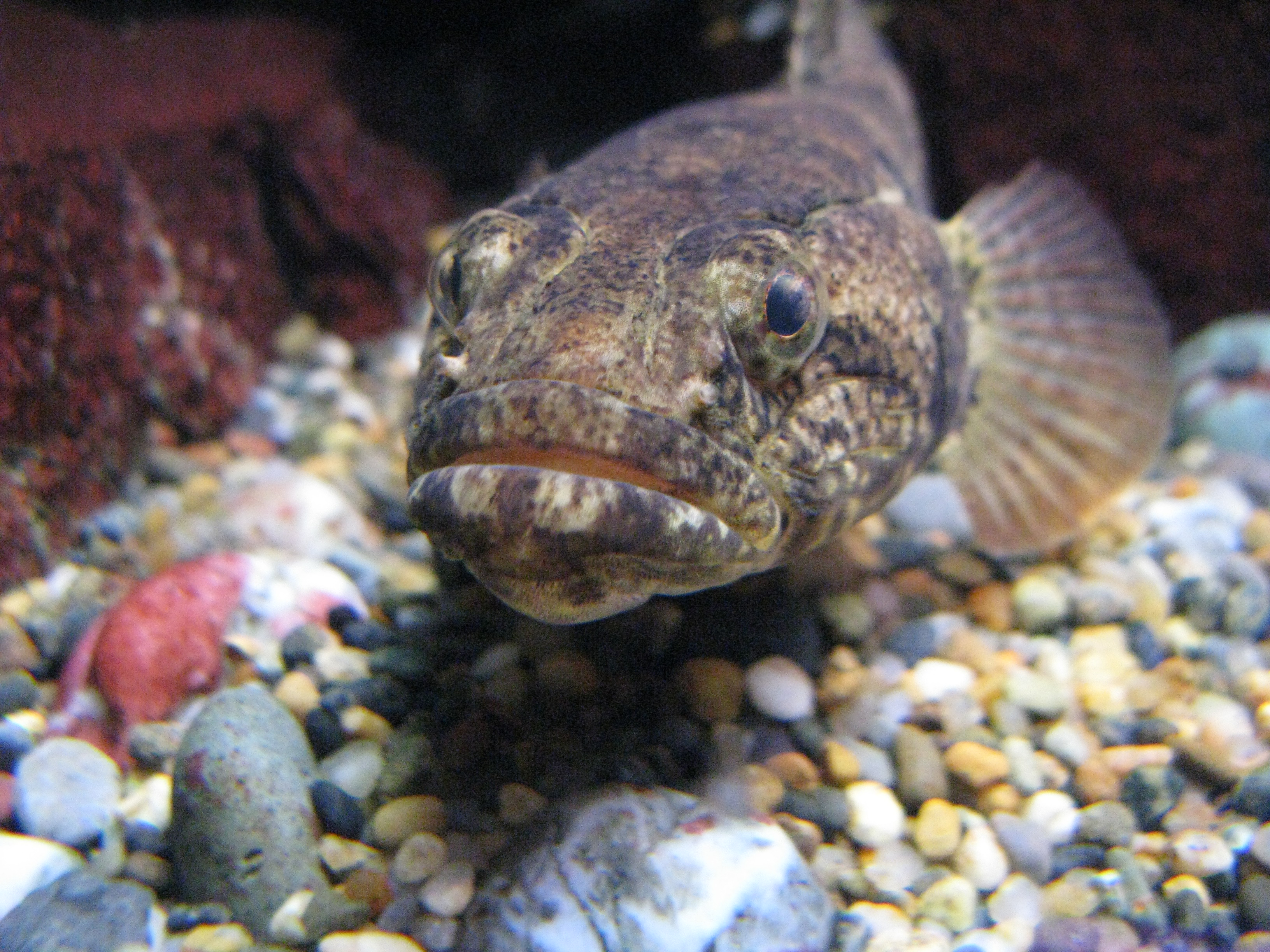 image of odontobutis obscurus