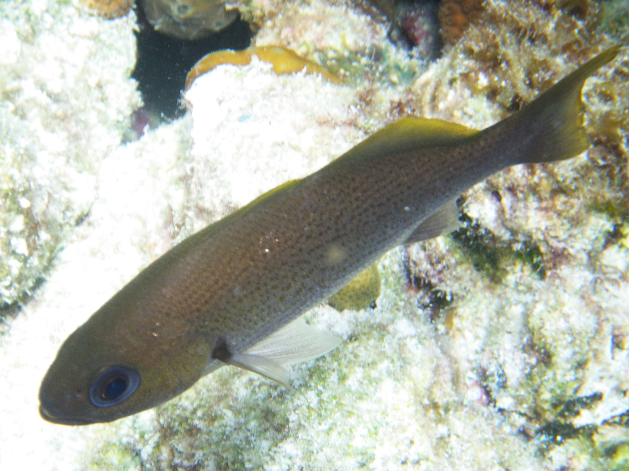 image of odontoscion dentex \(reef croaker\)