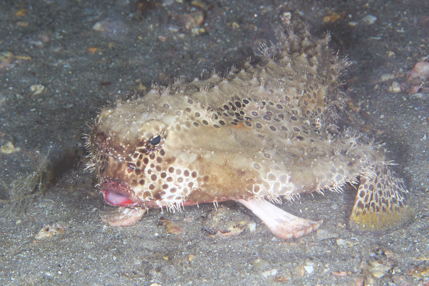 image of ogcocephalus radiatus \(polka-dot batfish\)
