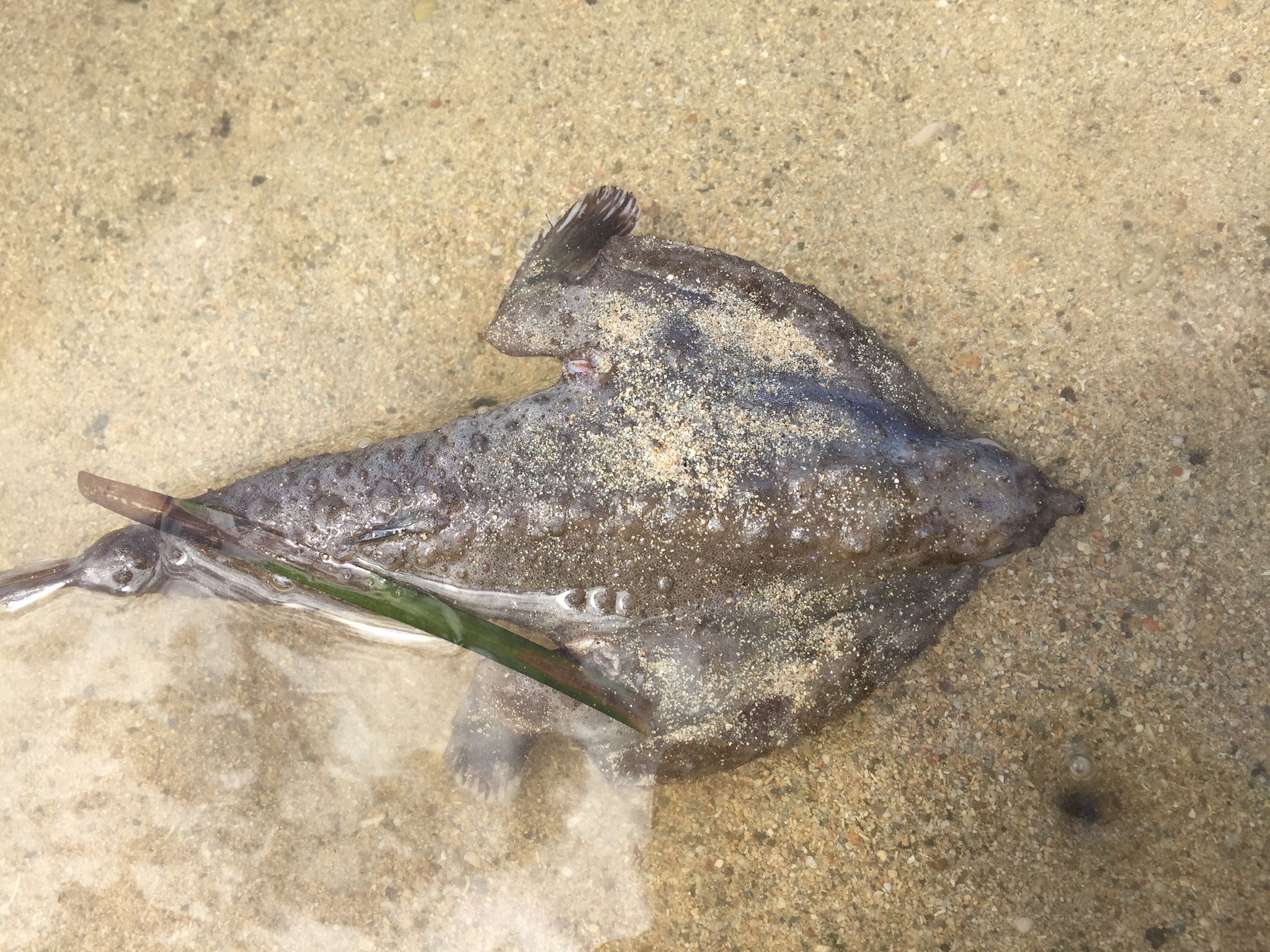 image of ogcocephalus vespertilio \(seadevil\)