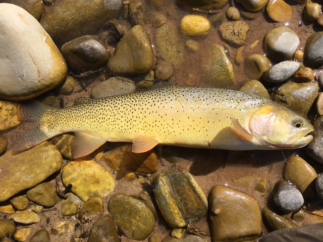 image of oncorhynchus clarkii \(cutthroat trout\)
