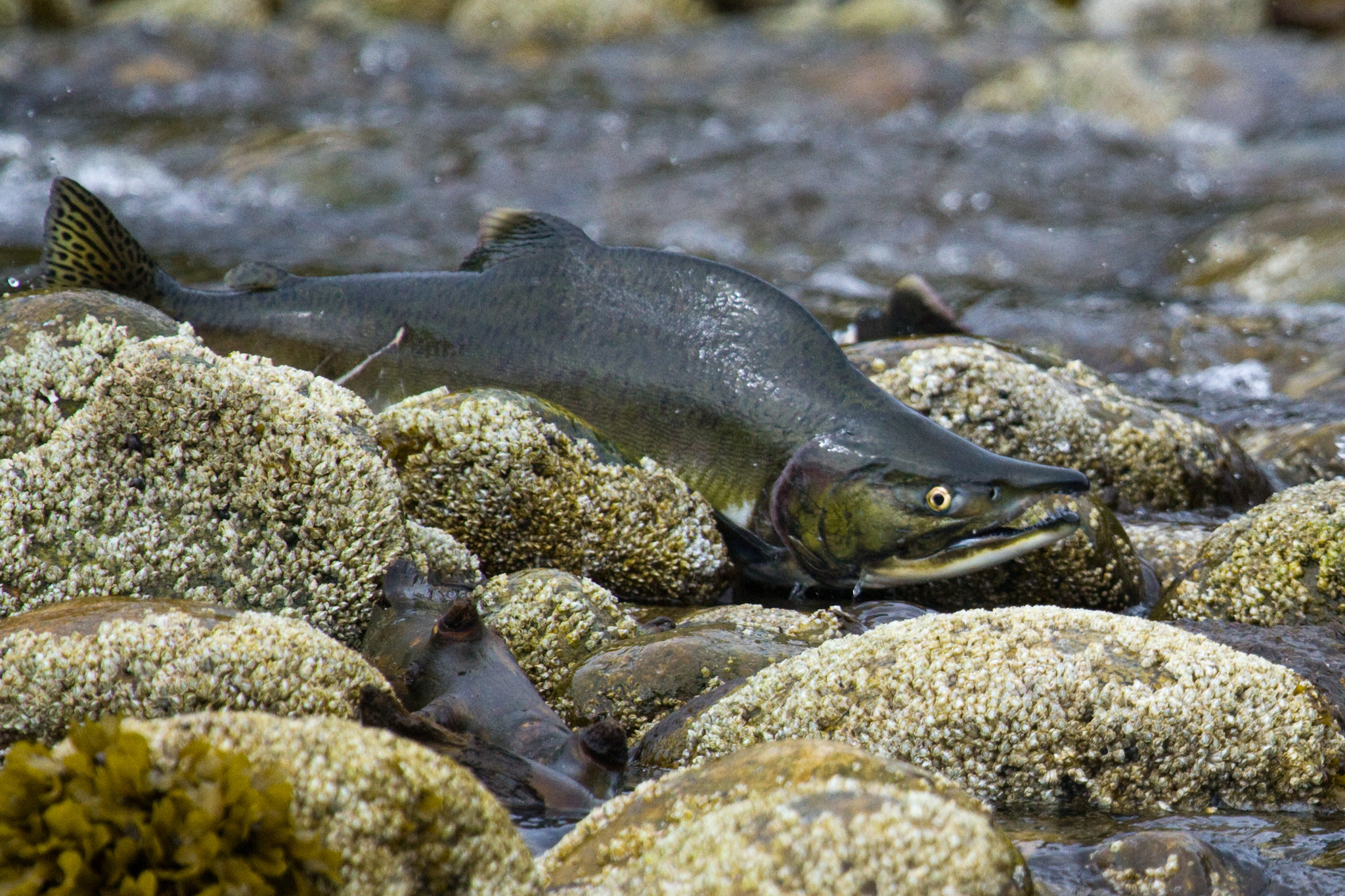 image of oncorhynchus gorbuscha \(pink salmon\)
