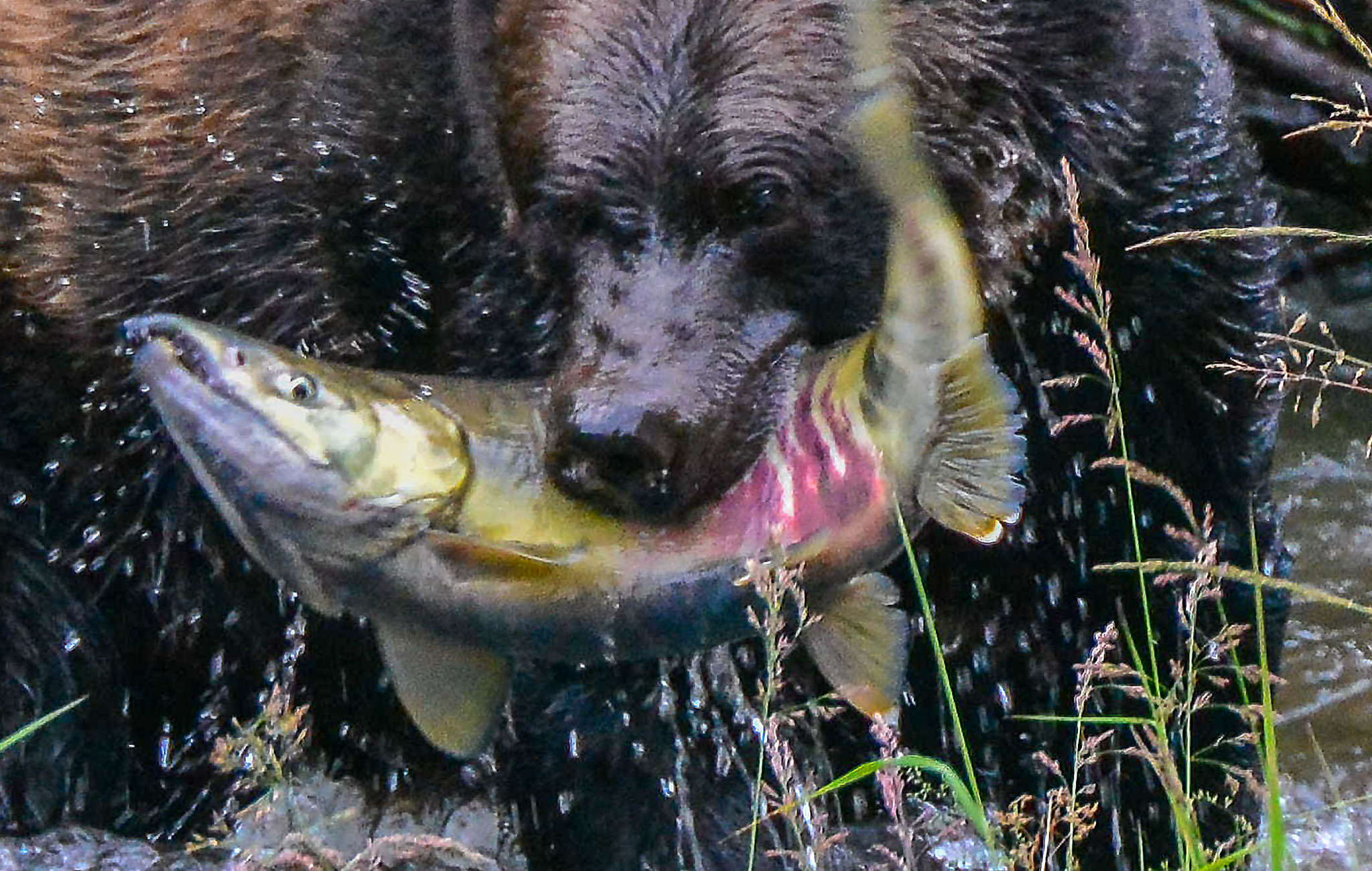 image of oncorhynchus keta \(chum salmon\)