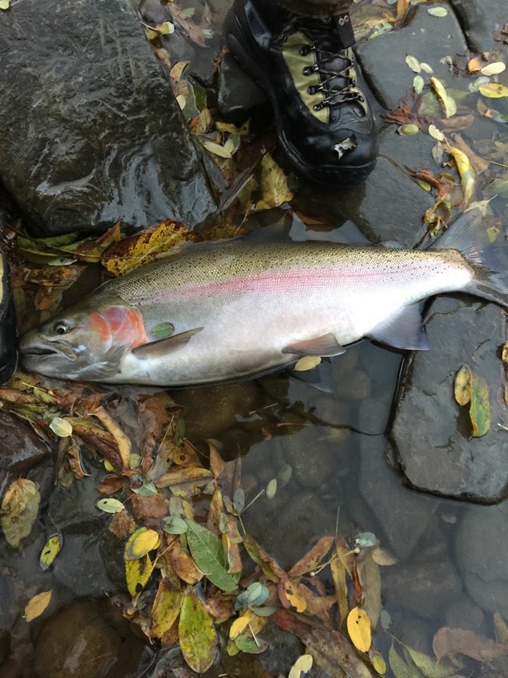 image of oncorhynchus mykiss \(rainbow trout\)