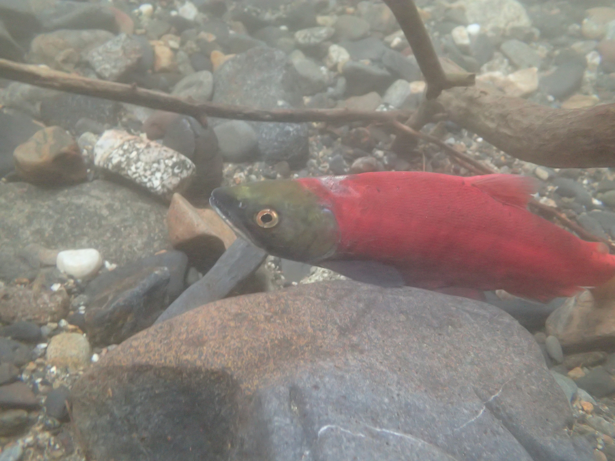image of oncorhynchus nerka \(sockeye salmon\)
