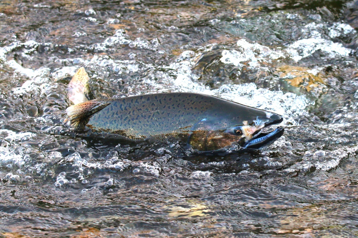 image of oncorhynchus tshawytscha \(chinook salmon\)