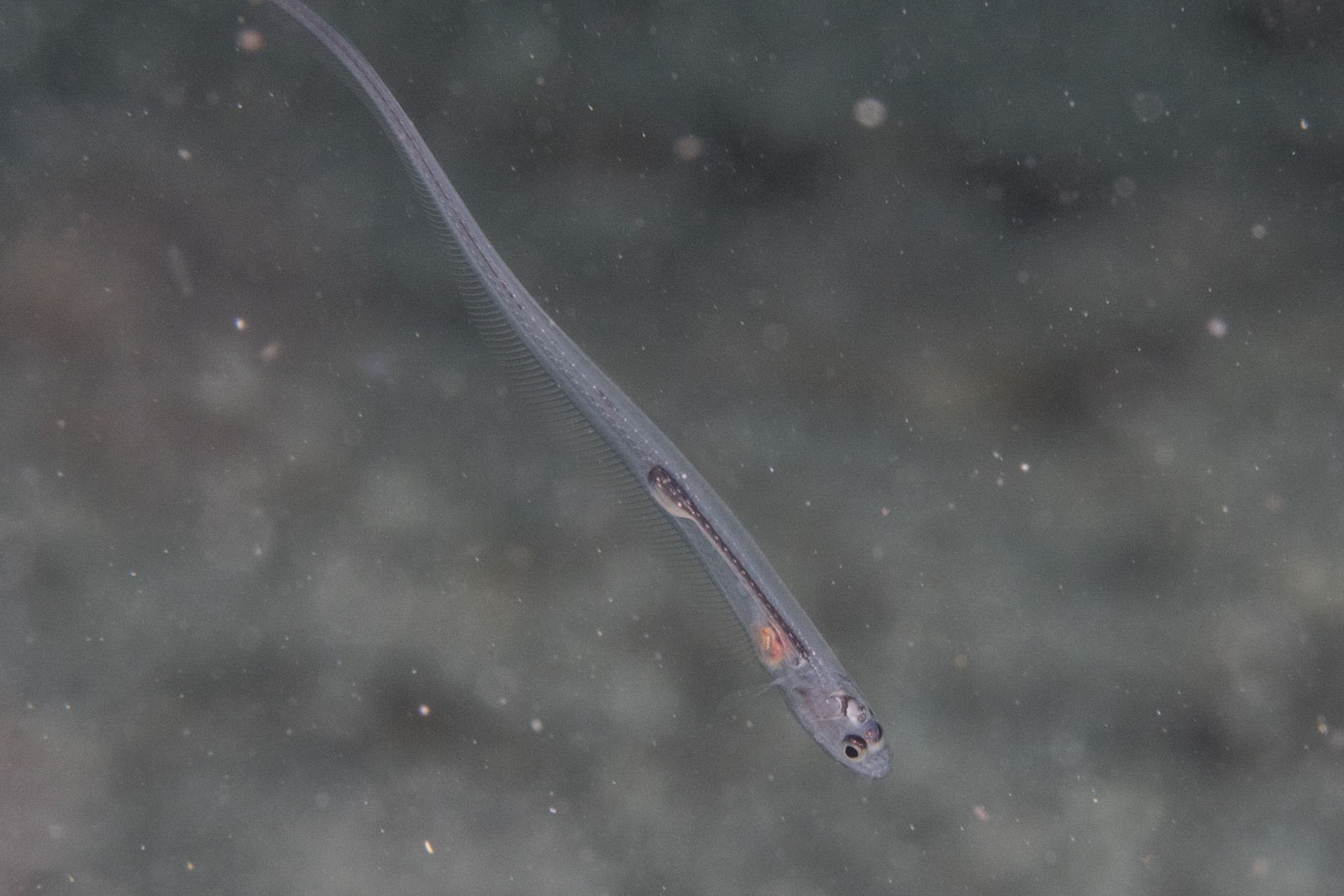 image of onuxodon fowleri \(fowler's pearlfish\)