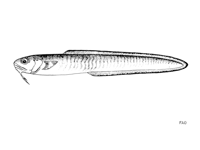 image of ophidion barbatum \(snake blenny\)