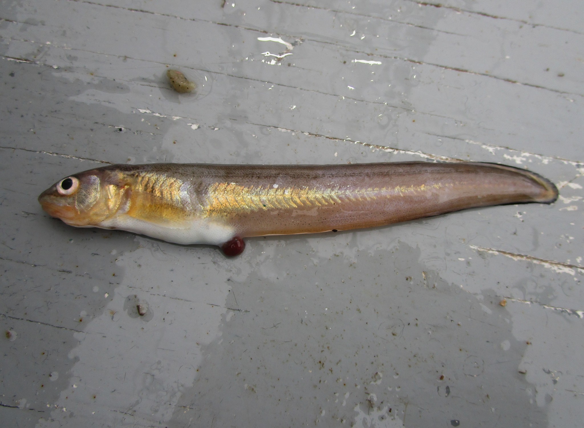 image of ophidion marginatum \(striped cusk-eel\)