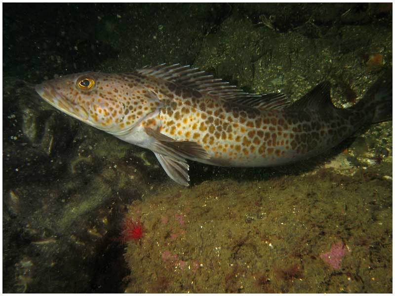 image of ophiodon elongatus \(lingcod\)