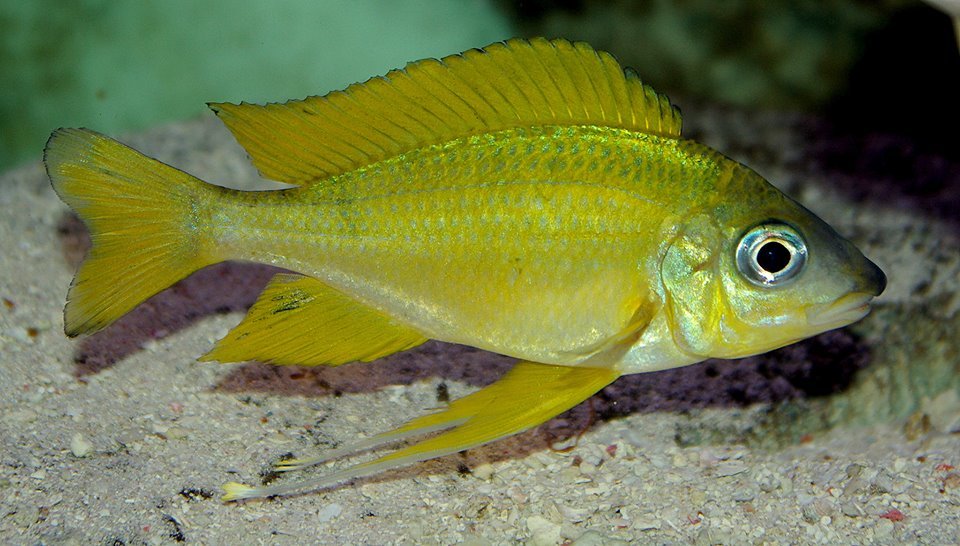 image of ophthalmotilapia nasuta
