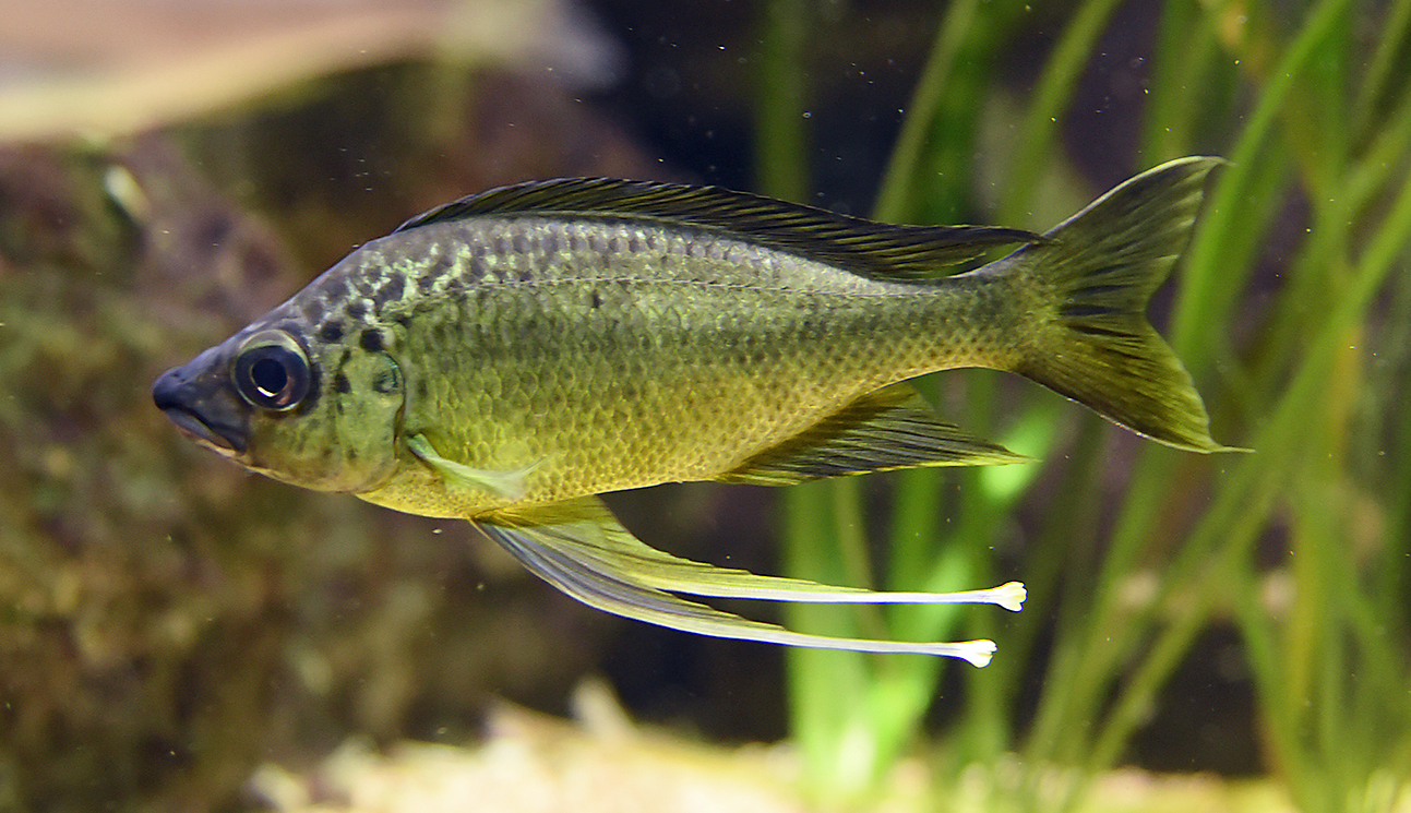 image of ophthalmotilapia ventralis