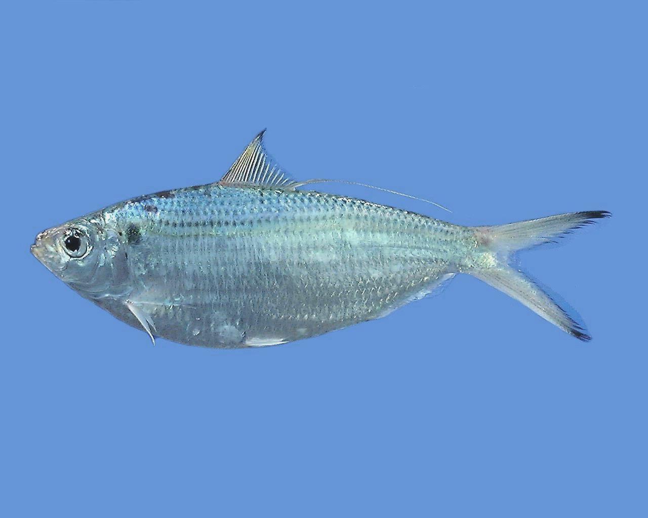 image of opisthonema oglinum \(atlantic thread herring\)