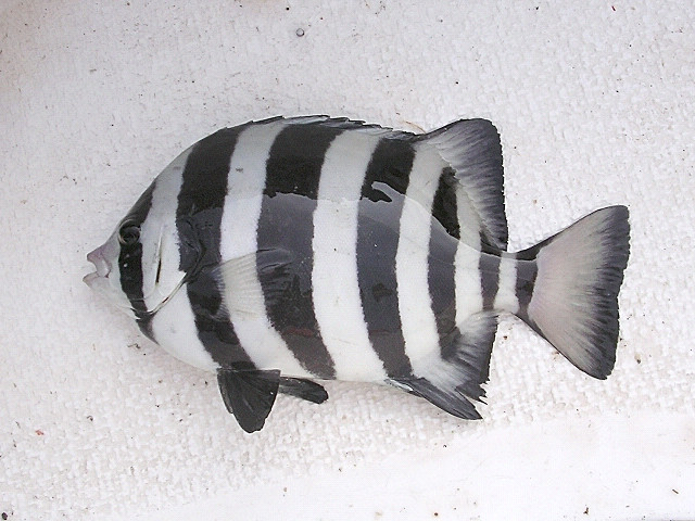 image of oplegnathus fasciatus \(barred knifejaw\)