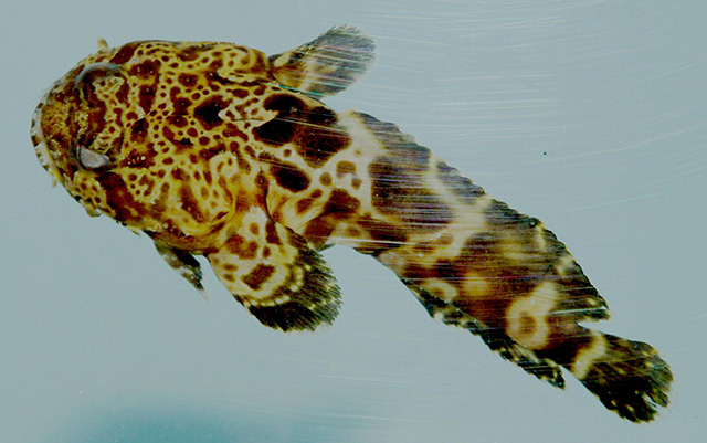 image of opsanus pardus \(leopard toadfish\)