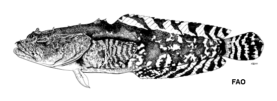 image of opsanus phobetron \(scarecrow toadfish\)