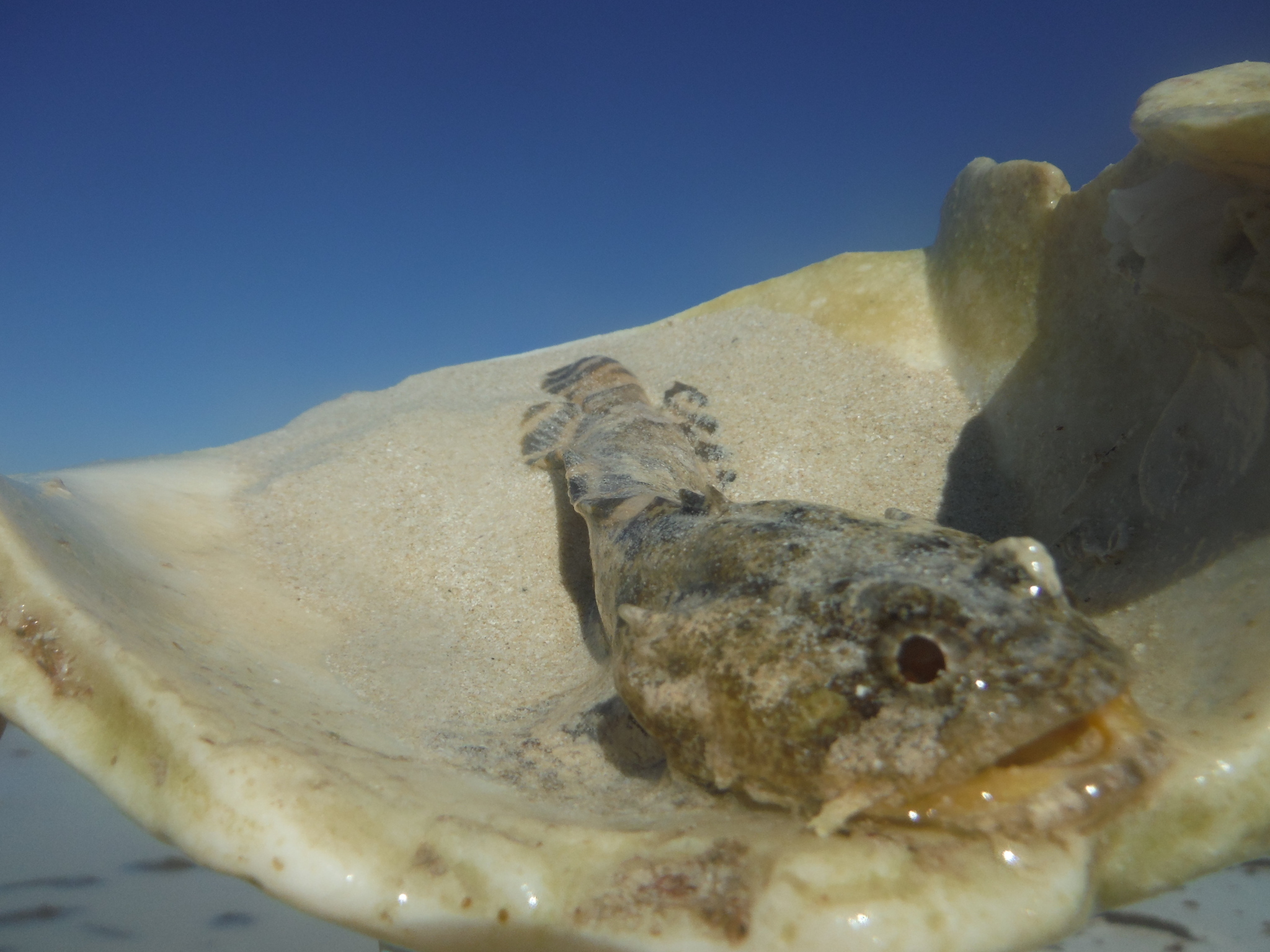 image of opsanus beta \(gulf toadfish\)