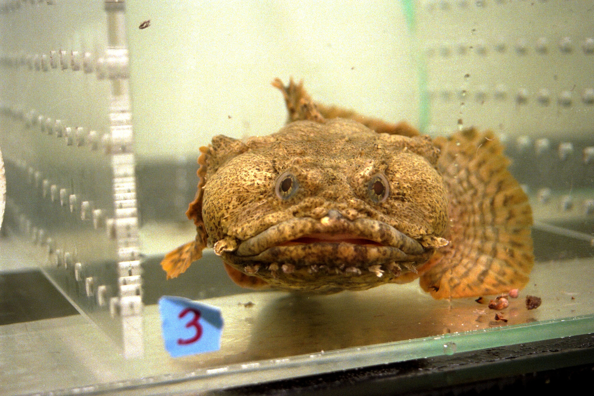 image of opsanus tau \(oyster toadfish\)