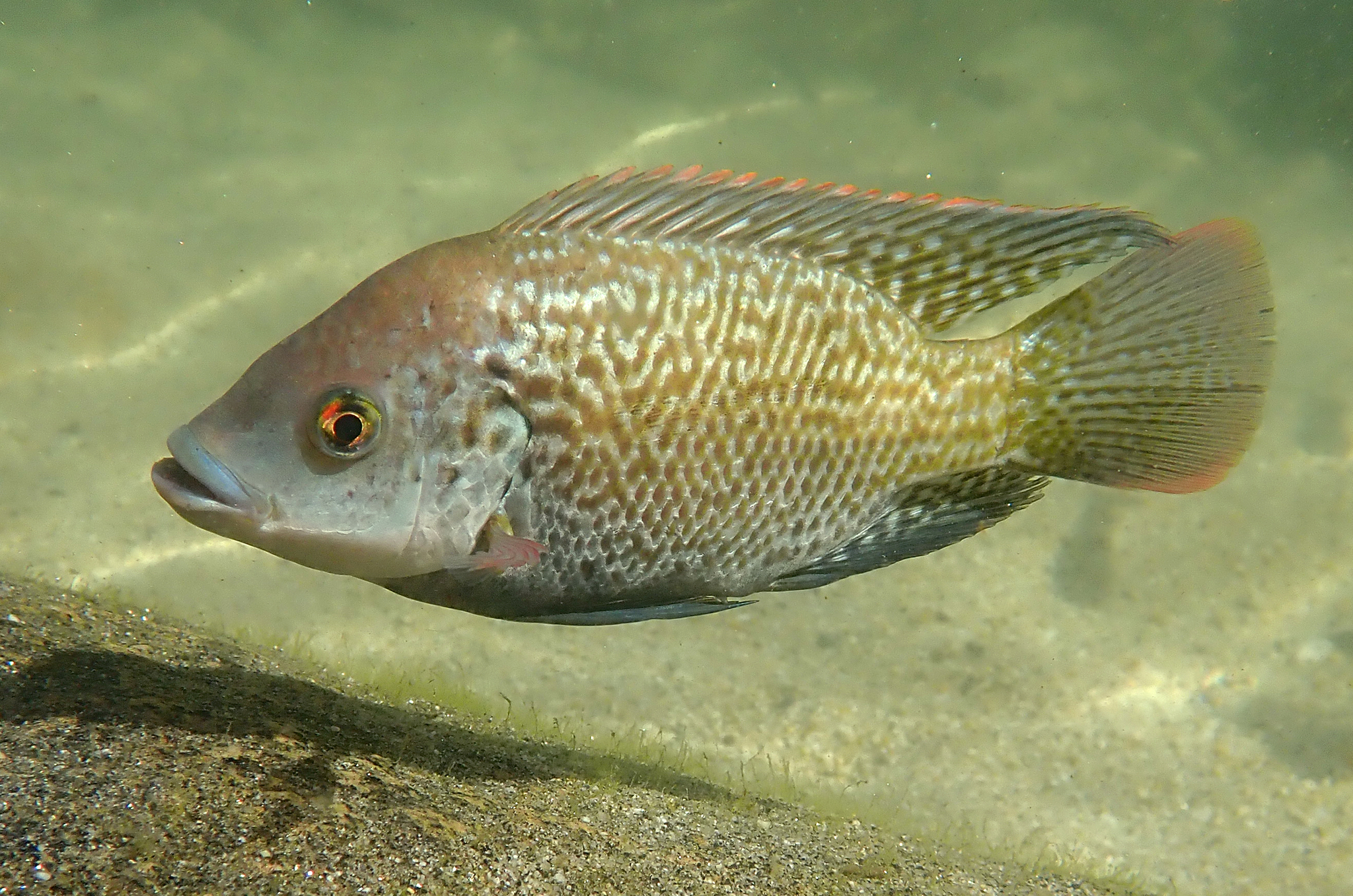image of oreochromis mossambicus \(mozambique tilapia\)