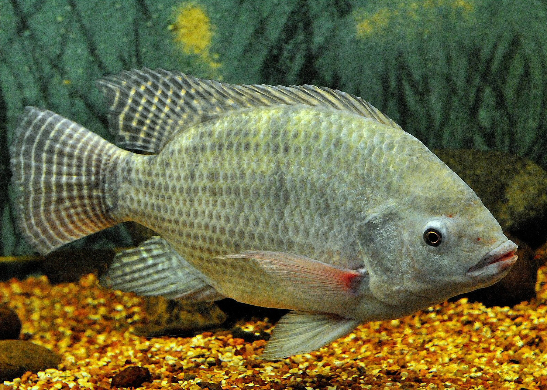image of oreochromis niloticus \(nile tilapia\)