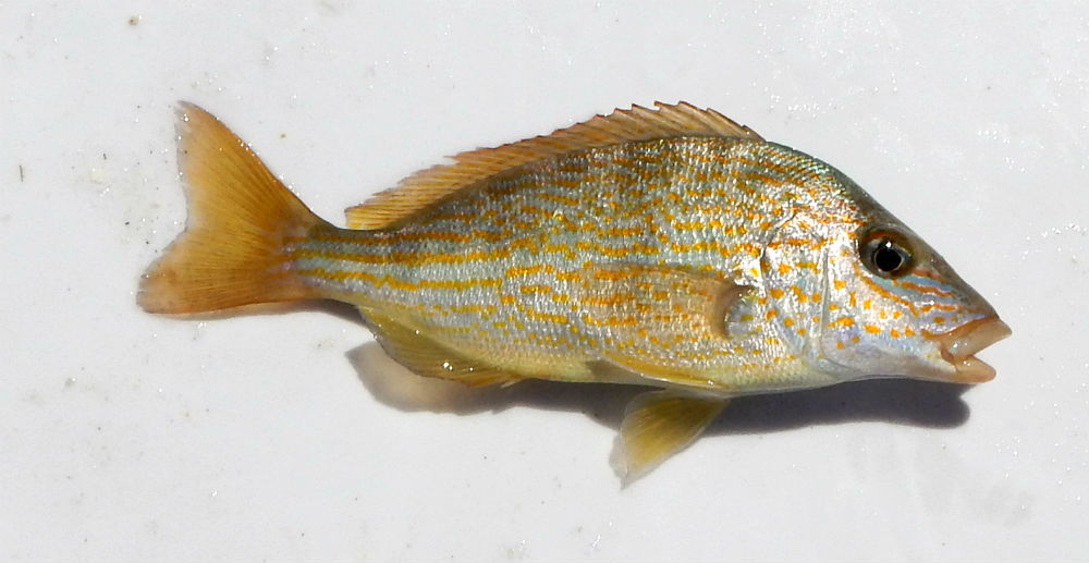 image of orthopristis chrysoptera \(pigfish\)