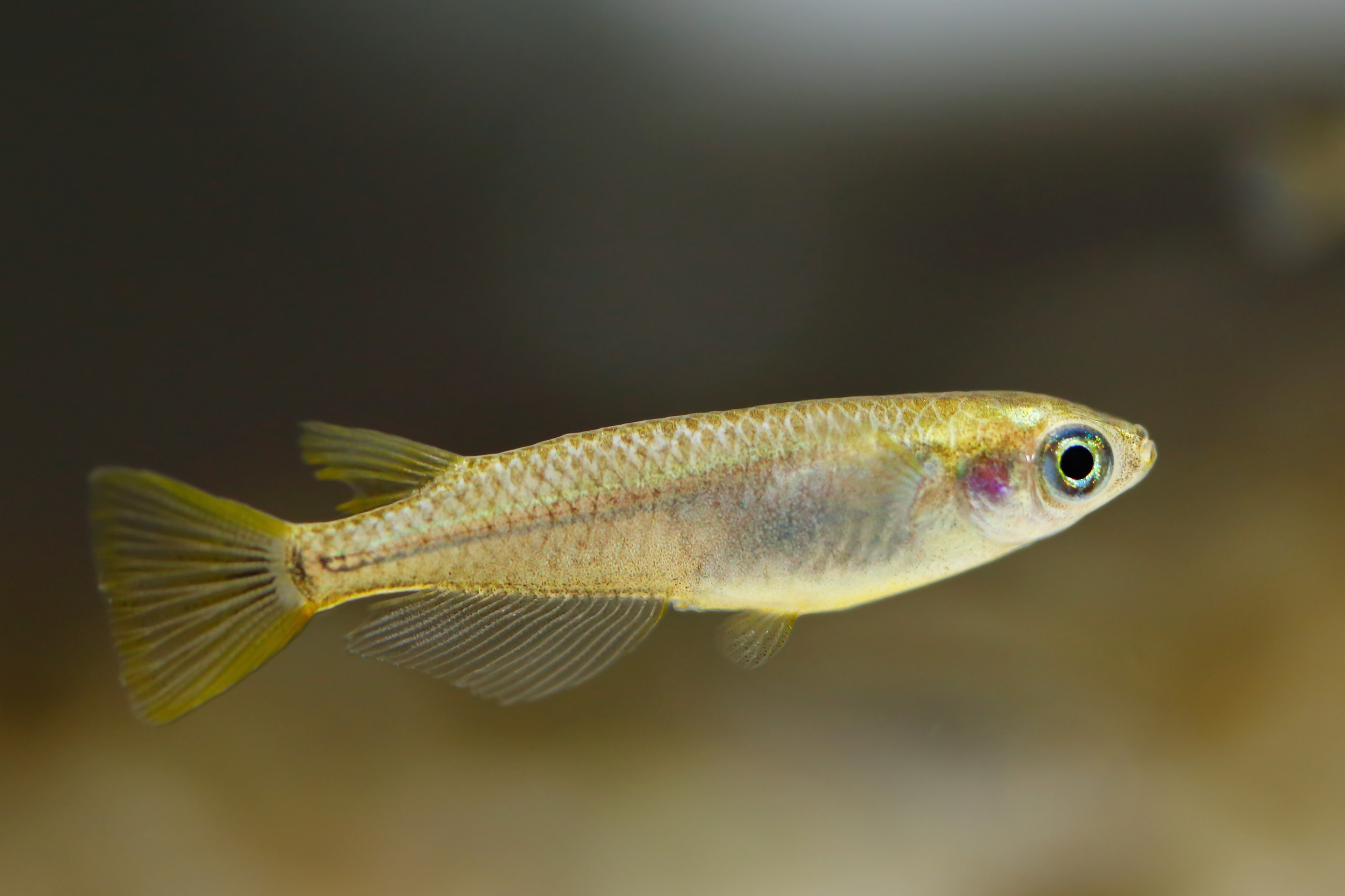 image of oryzias latipes \(japanese rice fish\)