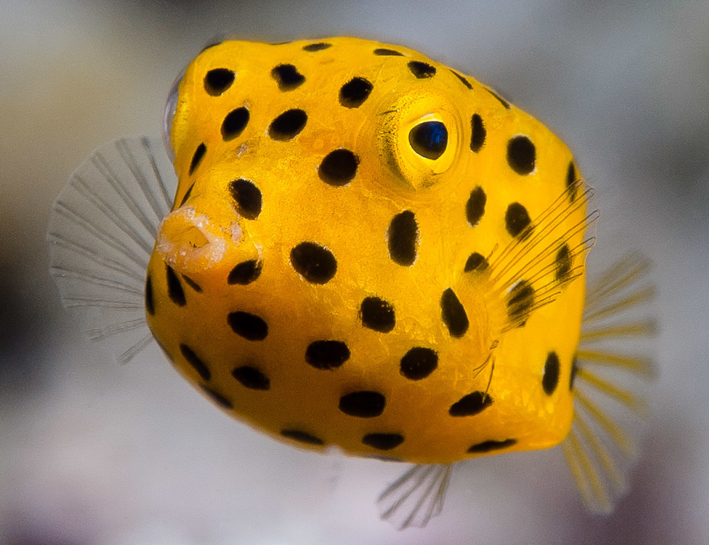 image of ostracion cubicum \(yellow boxfish\)