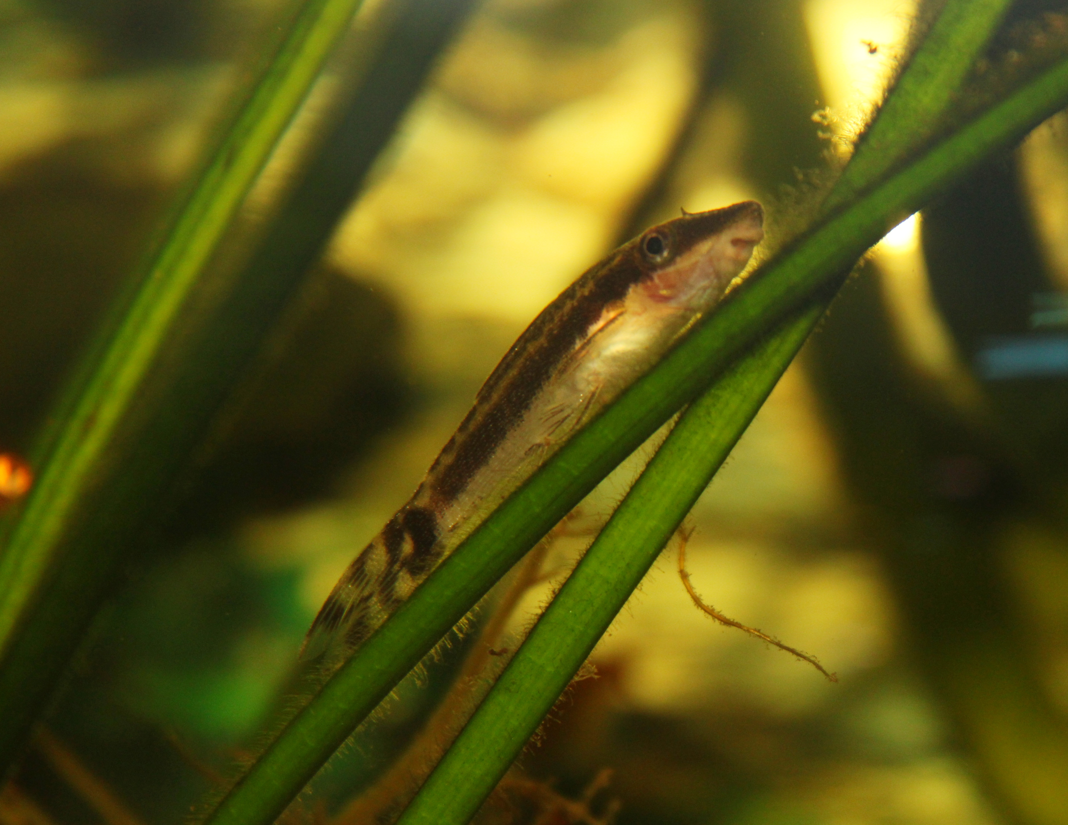 image of otocinclus affinis \(golden otocinclus\)