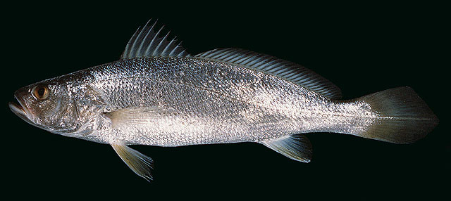 image of otolithes ruber \(tigertooth croaker\)