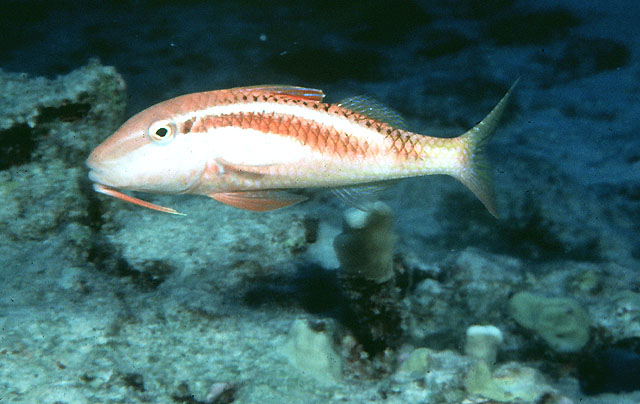image of parupeneus chrysonemus \(yellow-threaded goatfish\)