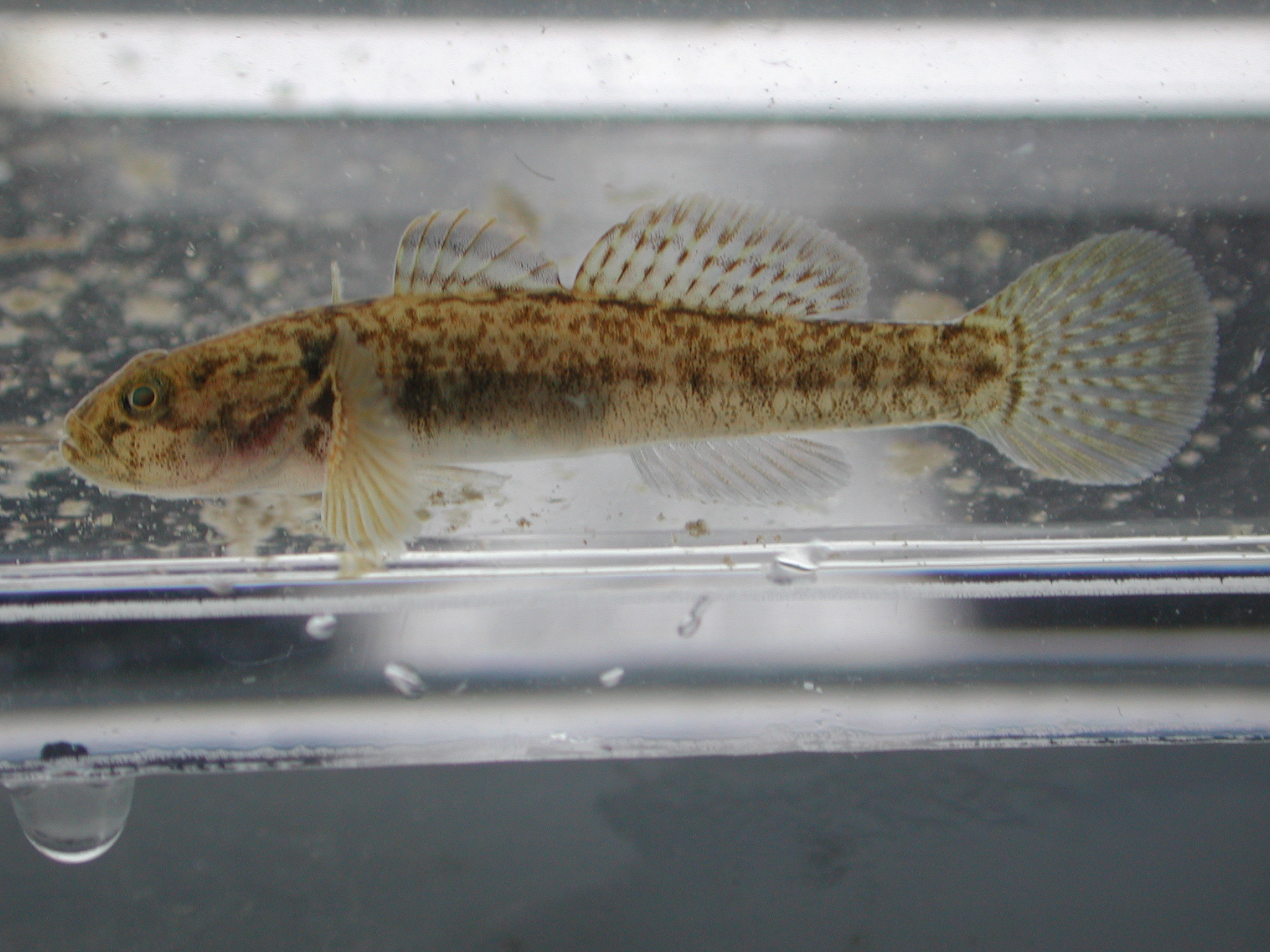 image of padogobius bonelli \(padanian goby\)
