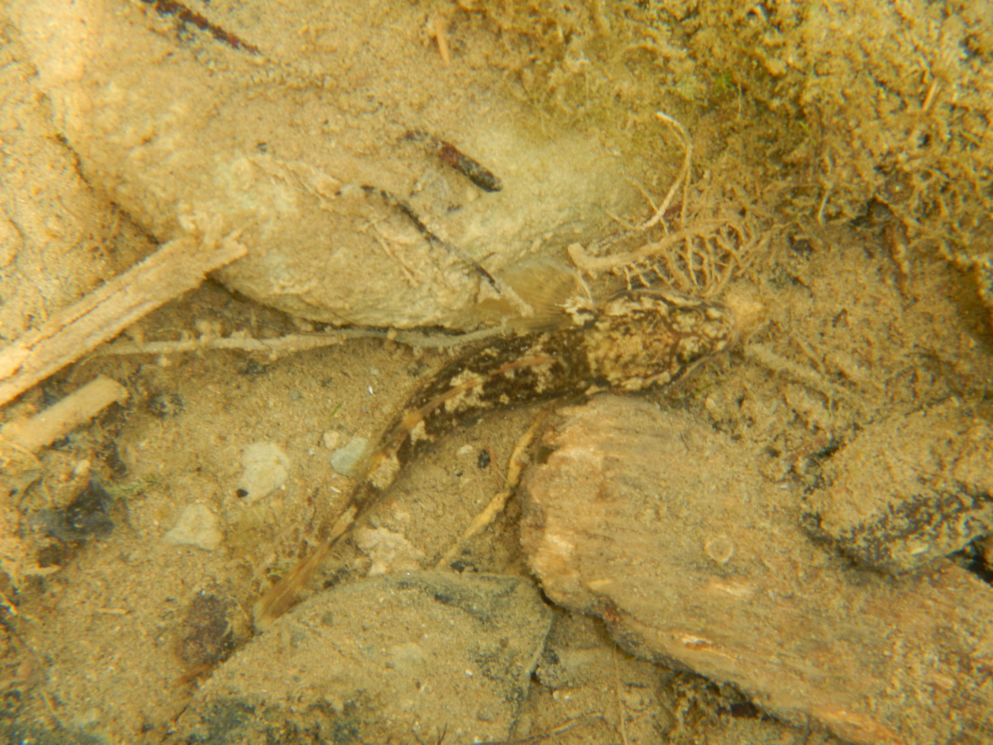 image of padogobius nigricans \(arno goby\)