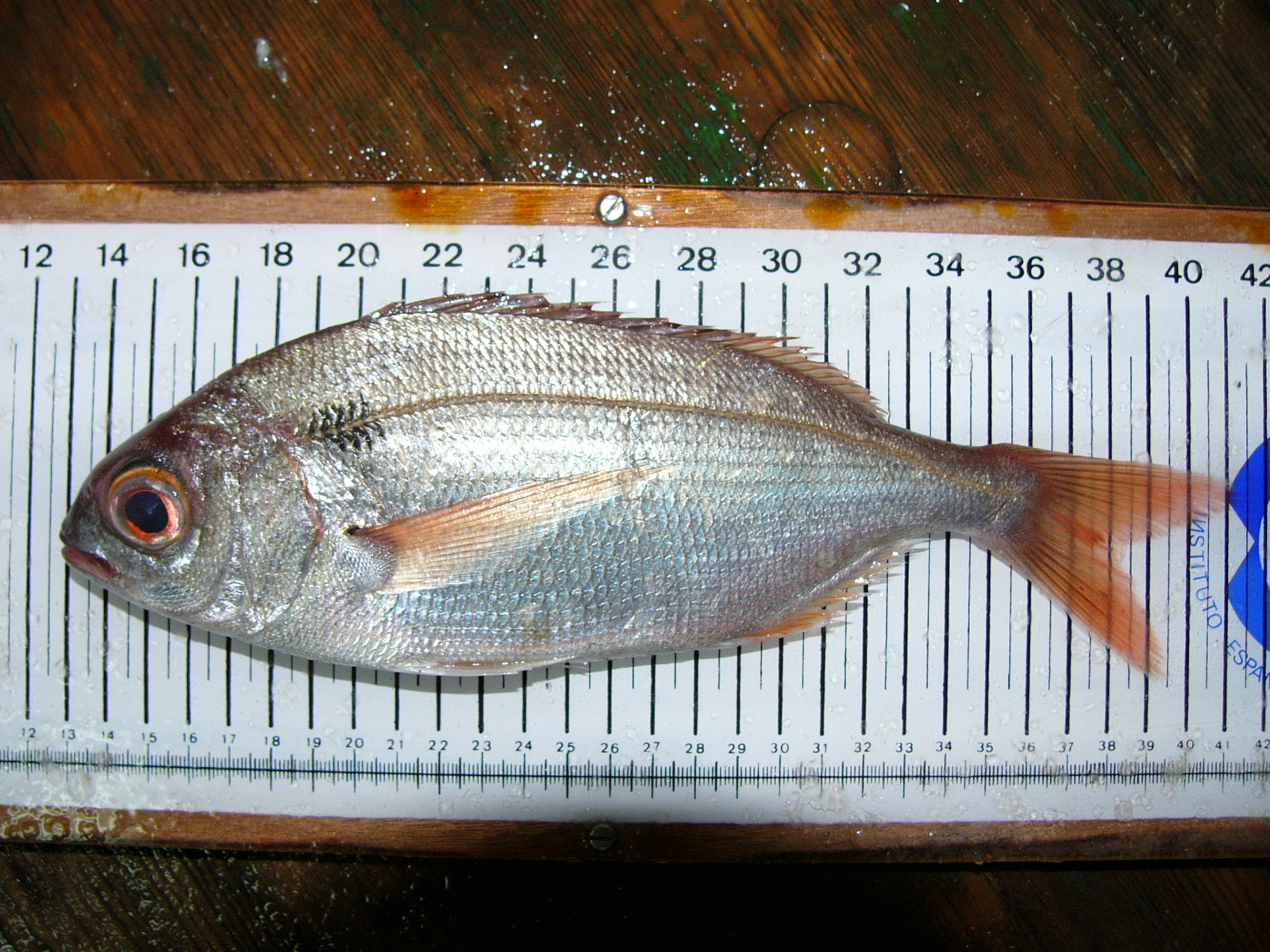 image of pagellus bogaraveo \(blackspot seabream\)