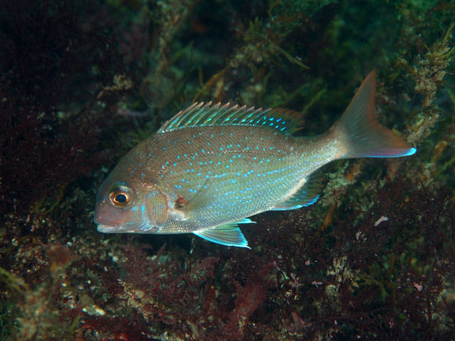 image of pagrus major \(red seabream\)