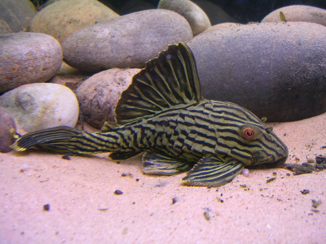 image of panaque nigrolineatus \(royal panaque\)