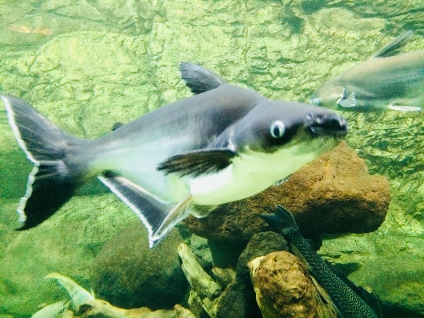 image of pangasianodon hypophthalmus \(striped catfish\)