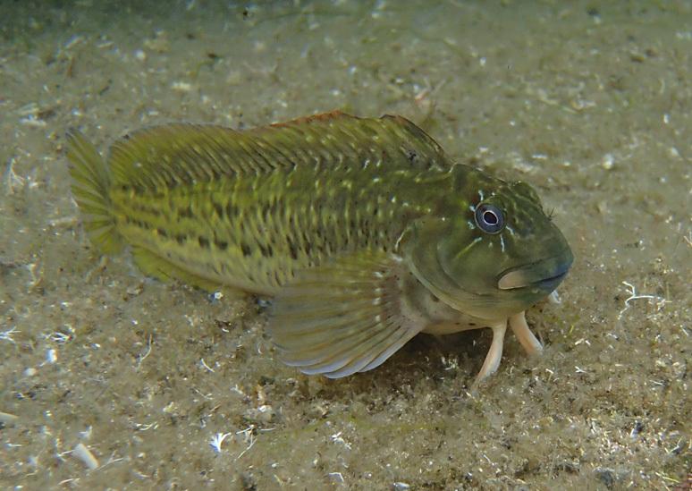 image of parablennius parvicornis \(rock-pool blenny\)