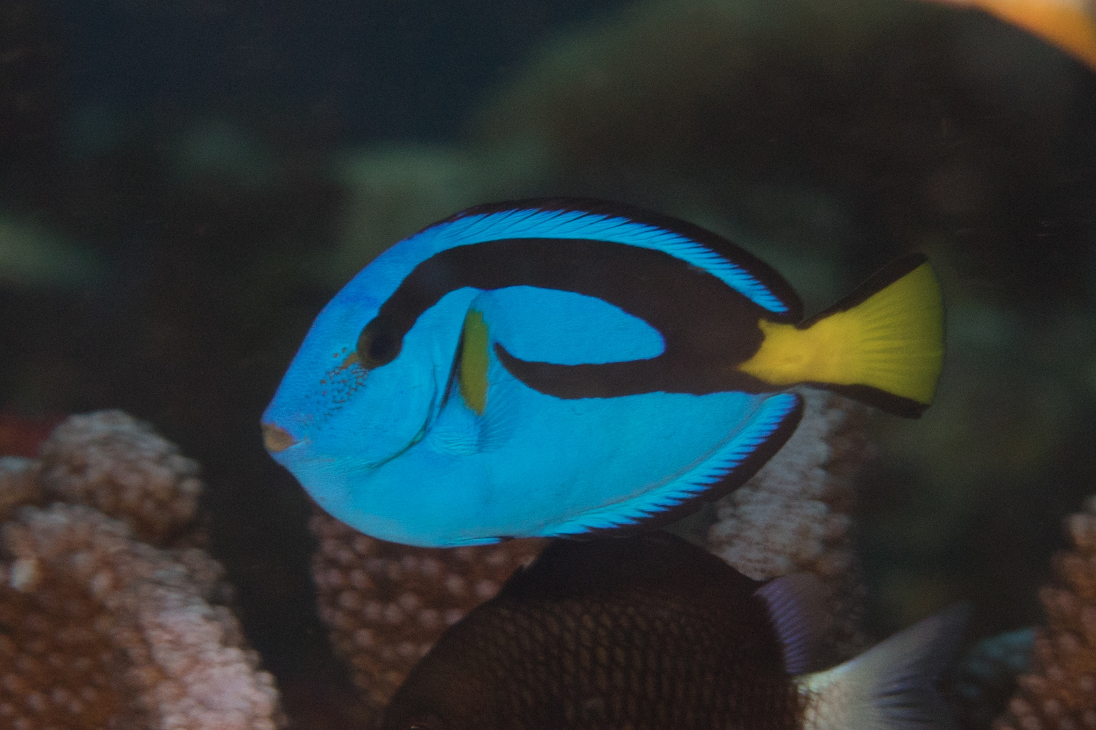 image of paracanthurus hepatus \(palette surgeonfish\)